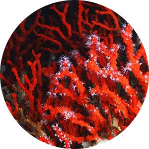 coral jewelry